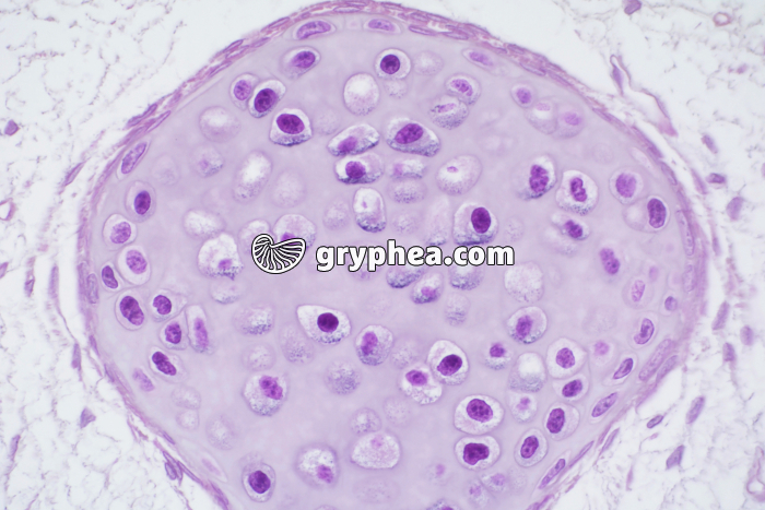 Tétard cartilage vertébral x100 - gryphea.com